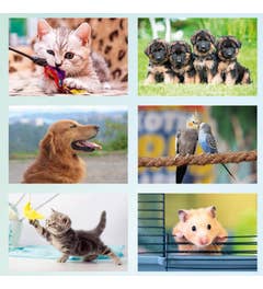 Beloningsstickers | Huisdieren