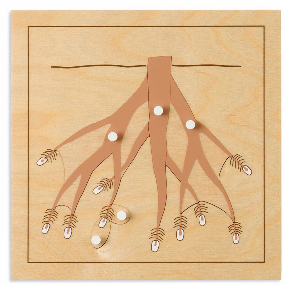 Botaniepuzzel: wortel