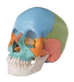 Didactisch model menselijke schedel (22-delig)