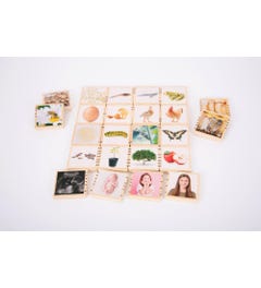 Educatieve Houten Levenscyclustegels