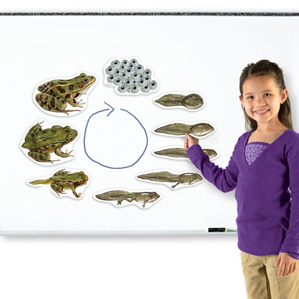 Magnetische kikker levenscyclus