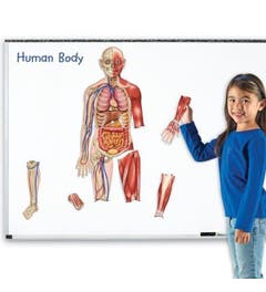 Magnetisch menselijk lichaam