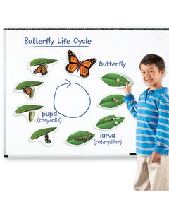 Magnetische vlinder cyclus