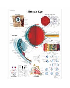 Oog, gelamineerde wandplaat