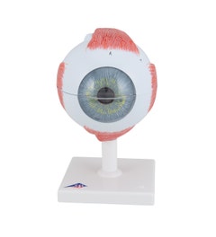 Anatomisch model menselijk oog (5 x ware grootte)