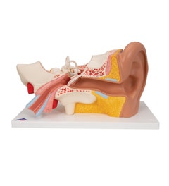 Oormodel, 3 x ware grootte