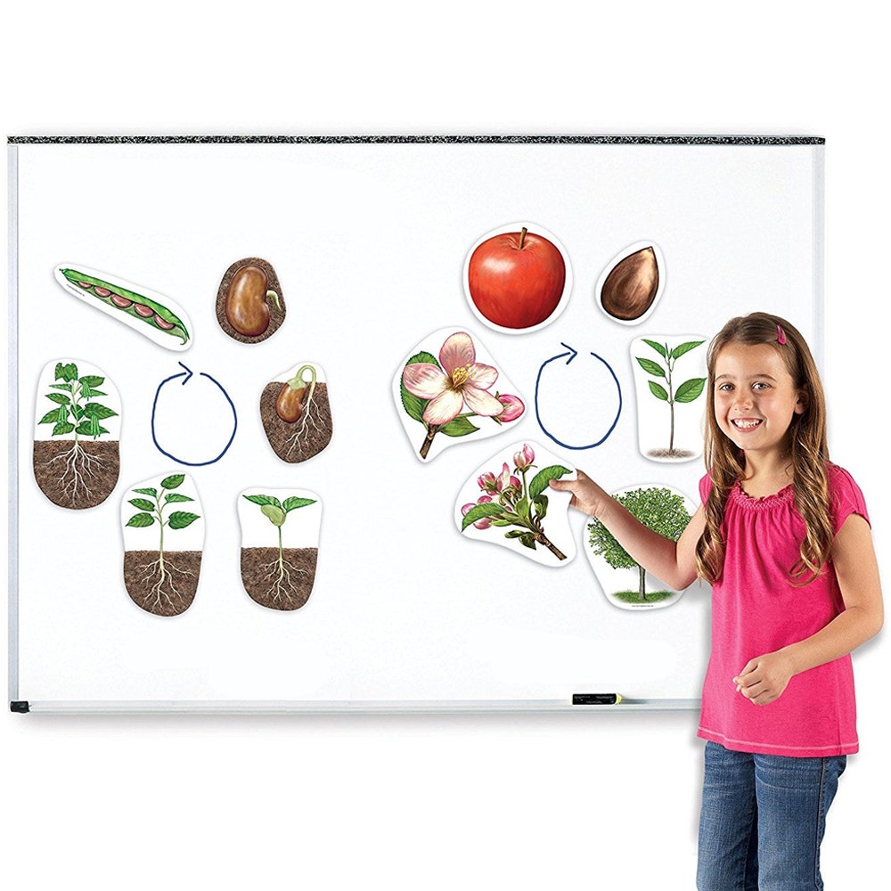 Magnetische plant levenscyclus