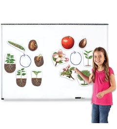 Magnetische plant levenscyclus