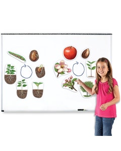 Magnetische plant levenscyclus