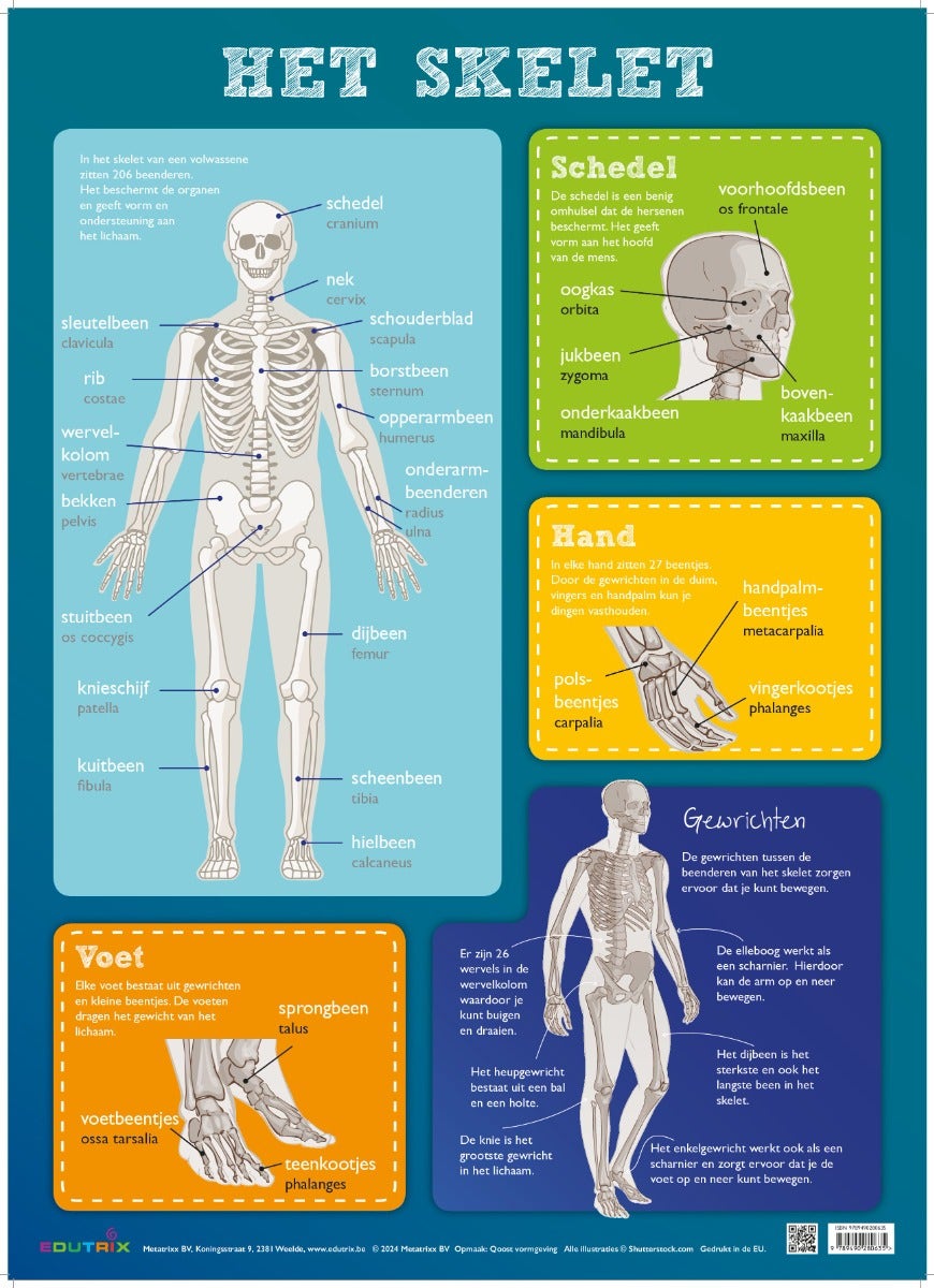 Poster Het skelet - Edutrix