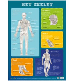 Poster Het skelet - Edutrix