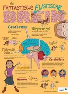 Poster Je Fantastische Elastische Brein