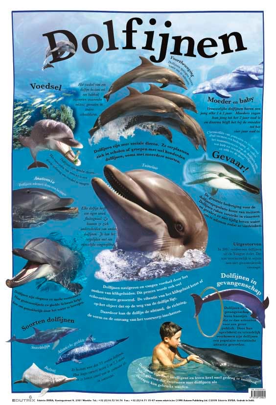 Poster Dolfijnen - Edutrix