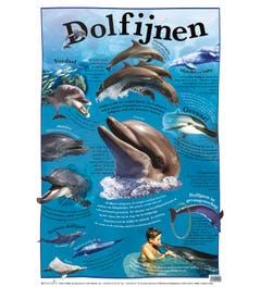 Poster Dolfijnen - Edutrix