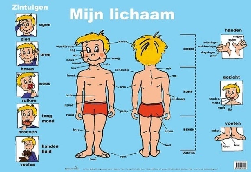Poster Mijn lichaam - Edutrix