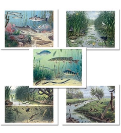 Schoolplaat - Posters natuur