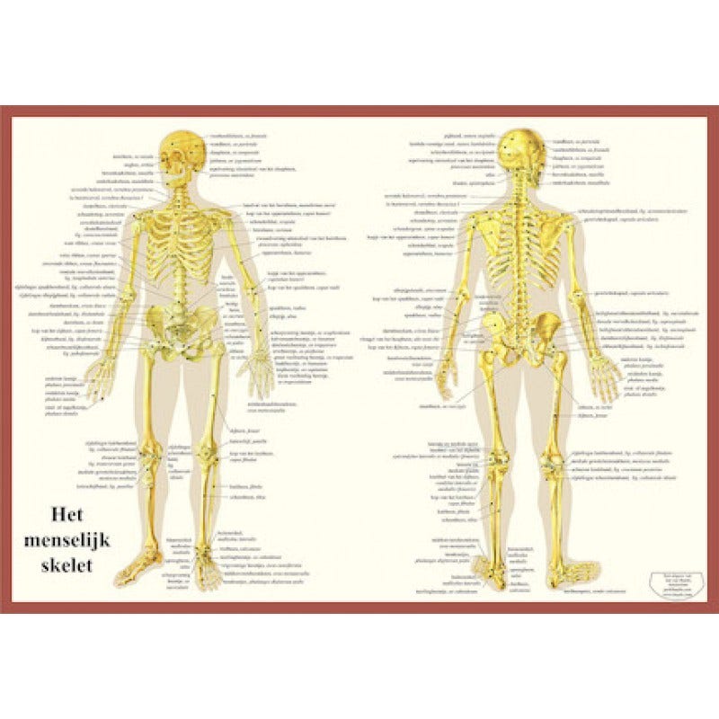 Skelet Poster A2 Nederlands