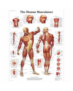 Spierstelsel, papieren wandplaat