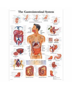 Spijsverteringsstelsel, gelamineerde wandplaat