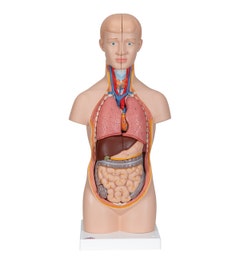 Anatomisch model torso (12-delig) voorkant